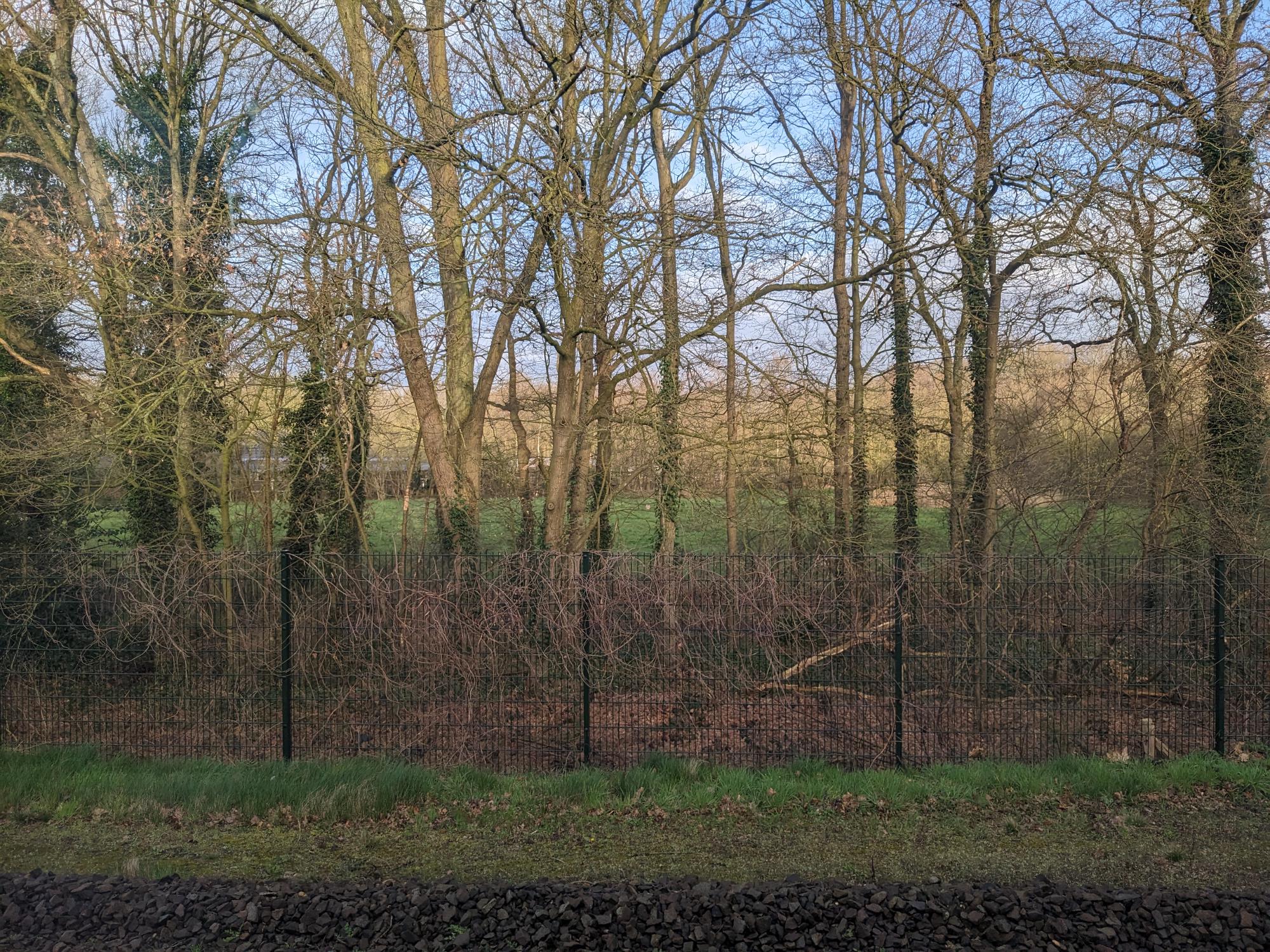 Picture of trees with no leaves, green and yellow grass with a wire fence.